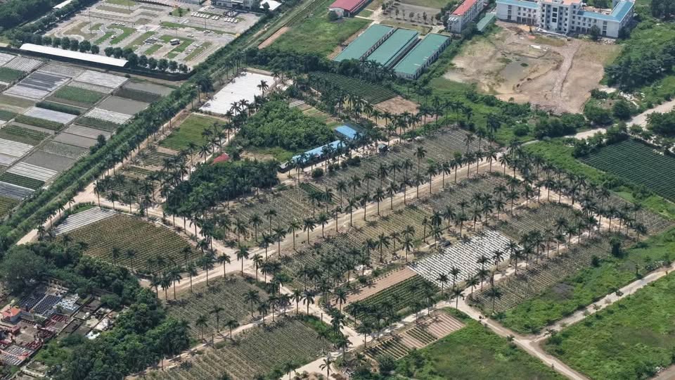 hinh anh thuc te hoang van 1